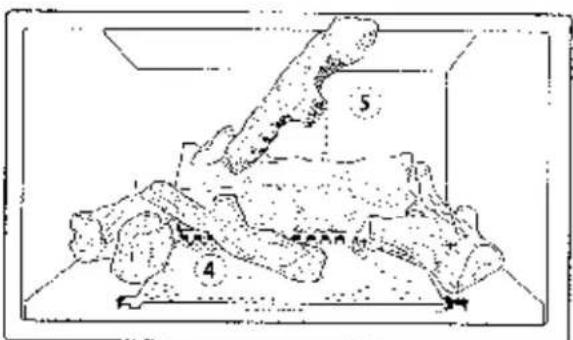 Diagram of a geological or biological structure with numbered annotations (4 and 5) indicating specific regions or features.