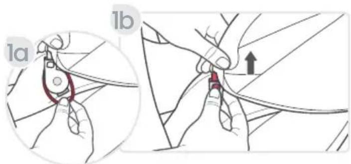 1a 1b