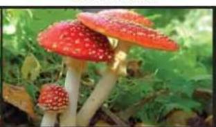 Postium OBM-U24IP - High Dynamic Range(HDR) Display Function - 2