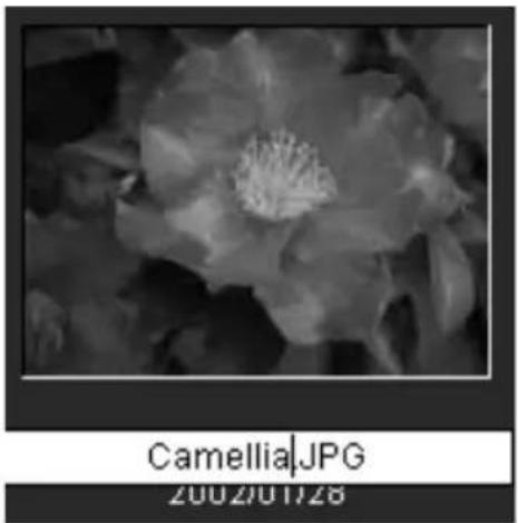 Camellia|JPG 2002/01/28