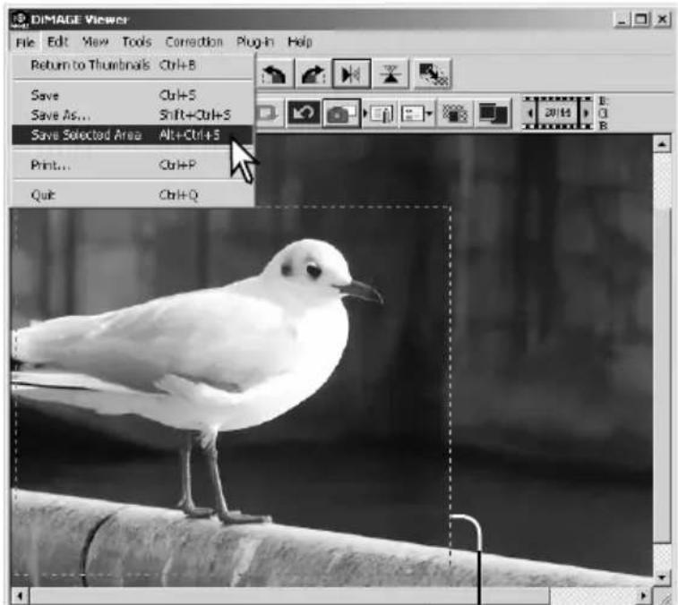 DIMAGE Viewer File Edit View Tools Correction Plug-In Help Return to Thumbnails Ctrl+B Save Ctrl+S Save As... Shift+Ctrl+S Save Selected Area Alt+Ctrl+S Print... Ctrl+P Quit Ctrl+Q
