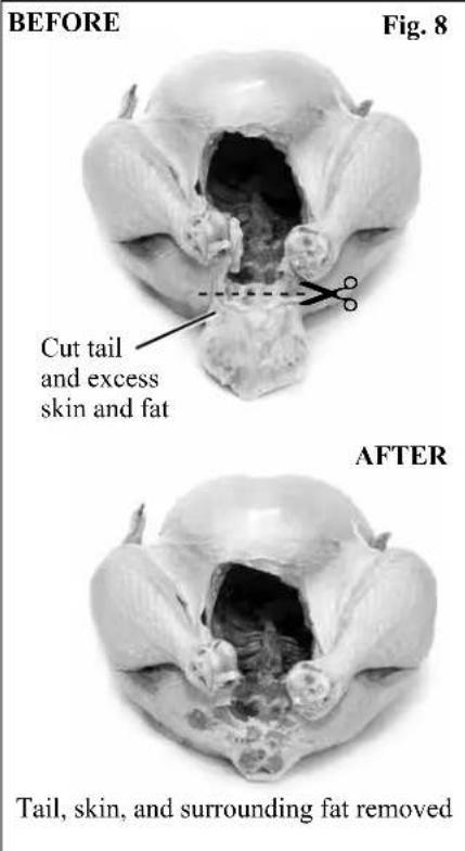 BEFORE Fig. 8 Cut tail and excess skin and fat AFTER Tail, skin, and surrounding fat removed