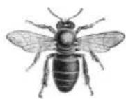 Neat Beecaster - SCIENTIFIC NOMENCLATURE - 3