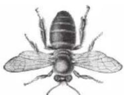 Neat Beecaster - SCIENTIFIC NOMENCLATURE - 2