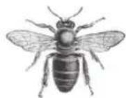 Neat Beecaster - BEECASTER - 4
