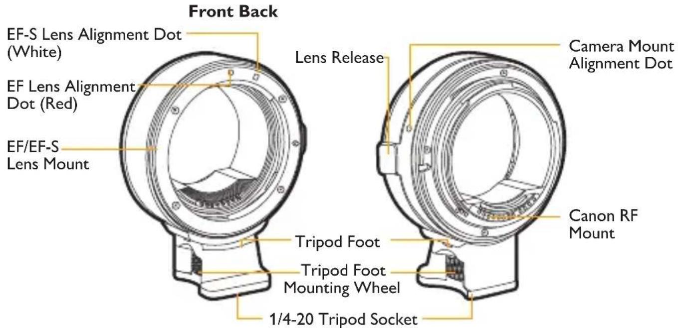 Front Back EF-S Lens Alignment Dot (White) EF Lens Alignment Dot (Red) EF/EF-S Lens Mount Lens Release Camera Mount Alignment Dot Canon RF Mount Tripod Foot Tripod Foot Mounting Wheel 1/4-20 Tripod Socket