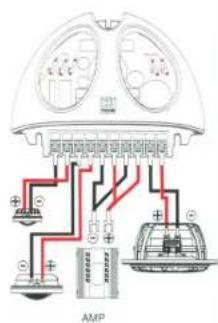 AMP