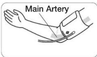 Main Artery