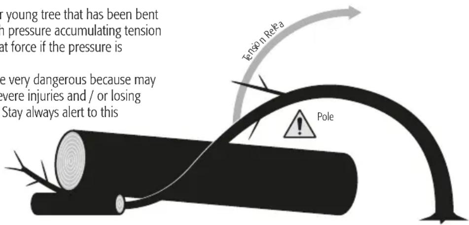 young tree that has been bent in pressure accumulating tension at force if the pressure is e very dangerous because may were injuries and / or losing Stay always alert to this Tensio n Refa a Pole