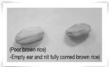 (Poor brown rice) -Empty ear and nit fully comed brown rice)