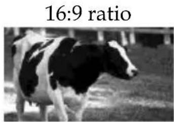16:9 ratio
