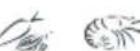Fisher & Paykel E210RWH - Recommended freezer storage times - 7