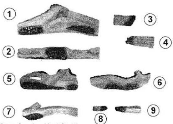 Illustration of nine numbered fossilized bone specimens with Chinese labels