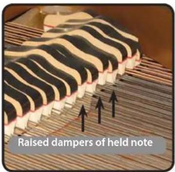 Raised dampers of held note