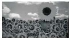 Sunstech DPF1001 - Foto - 2