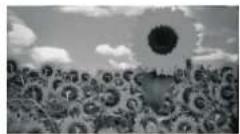Sunstech DPF1001 - Foto - 2