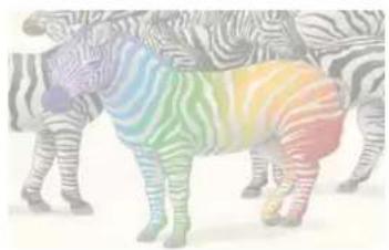 ZEBRA ZXP S8 - B.4.2 Partial Transfer - 3