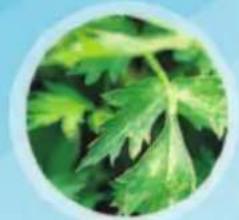 Nesco FD-39P - Recipes & Instructions - 2