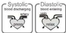 Systolic blood discharging artery press Diastolic blood entering vein relax