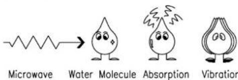 Microwave Water Molecule Absorption Vibration