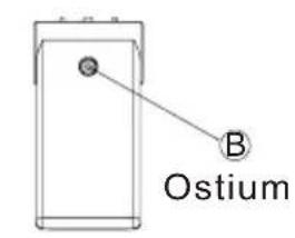B Ostium