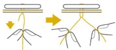 Diagram illustrating plant root growth process with arrows indicating root movement and leaf development