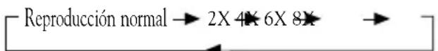 Reproducción normal → 2X 4X 6X 8X →