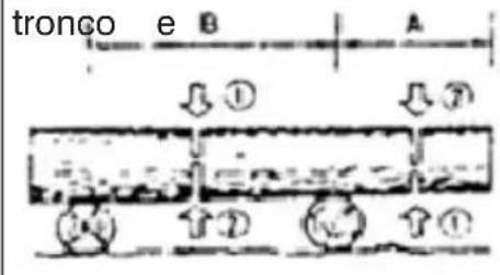 tronco e B A ① ② ③ ④