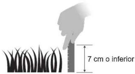 7 cm o inferior