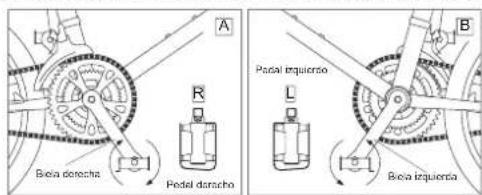 A R Bena dorach Pedal dorach L Bena inquierzo B