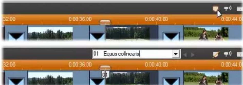 32.00 0:00:36.00 0:00:40.00 0:00:44.0 32.00 0:00:36.00 0:00:40.00 0:00:44.0 01 Equus collinearis