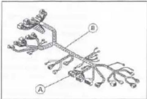 Diagram of a branching biological structure with labeled parts A and B