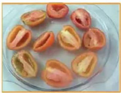 MIDEA MTAG32 - Tomate seco - 2