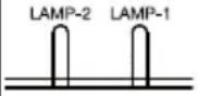 HITACHI CP-X9111 - Regarding the indicator lamps - 15