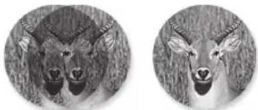 Carson 3D Series TD-842ED - Eye Adjustments - 1