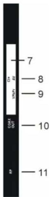 7 GH AV YRPH COAL OUT 8 9 10 11