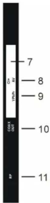 7 G1A AV 8 9 COB X OUT 10 RF 11