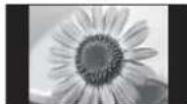 PANASONIC TX-L19D28EP - Kuvasuhte muutmine (pildi suurus) - 11