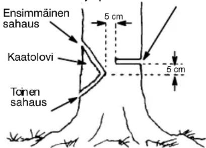 Ensimmäinen sahaus 5 cm Kaatolovi 5 cm Toinen sahaus