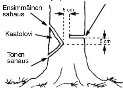 Ensimmäinen sahaus 5 cm Kaatolovi 5 cm Toinen sahaus