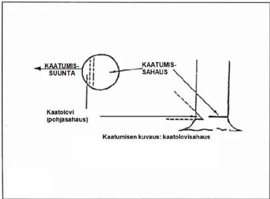 KAATUMIS- SUUNTA KAATUMIS- SAHAUS Kaatolovi (pohjasahaus) Kaatumisen kuvaus: kaatolovisahaus