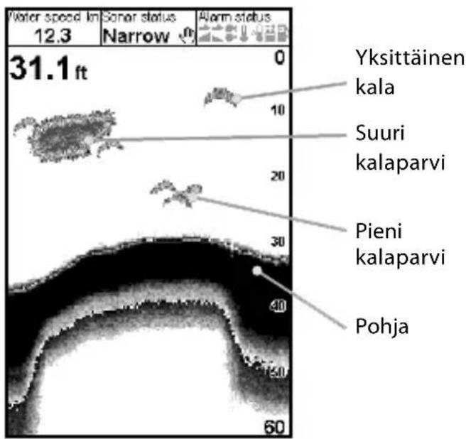 Water speed in 12.3 Sonar status Alarm status Narrow 31.1 ft 0 Yksittäinen kala 10 Suuri kalaparvi 20 Pieni kalaparvi 30 40 50 60 Pohja