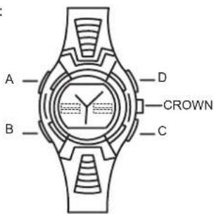 A B D CROWN C