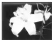 SONY CCD-TRV238 - B EFFECT - 2