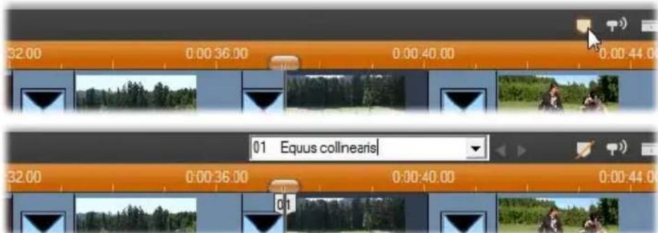32.00 0:00:36.00 0:00:40.00 0:00:44.00 32.00 0:00:36.00 0:00:40.00 0:00:44.00 01 Equus collinearis