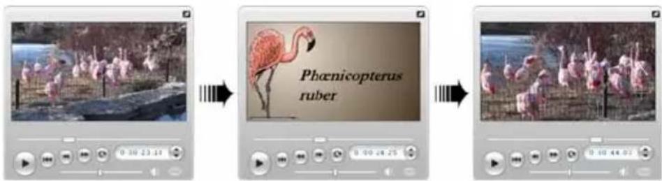 Phoenicopterus ruber