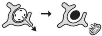 Diagram illustrating the transformation of a cell structure into a larger cell, with arrows indicating the process.