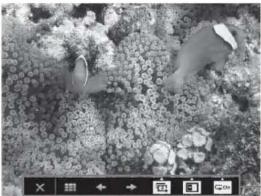 Black-and-white photo of two people tending to a cluster of flowers in a field (no visible text or symbols)