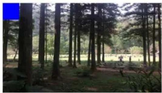 Forest scene with tall trees and grass, no visible text or symbols