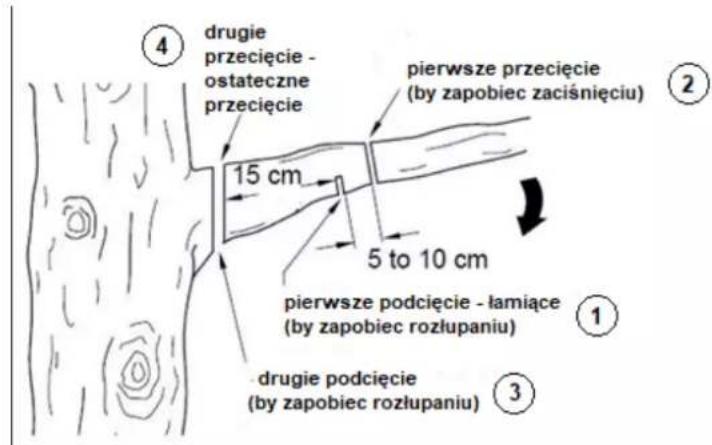 ④ drugie przecięcie - ostateczne przecięcie pierwsze przecięcie (by zapobiec zaciśnięciu) 15 cm 5 to 10 cm pierwsze podcięcie - łamiące (by zapobiec rozłupaniu) ① ③ drugie podcięcie (by zapobiec rozłupaniu)